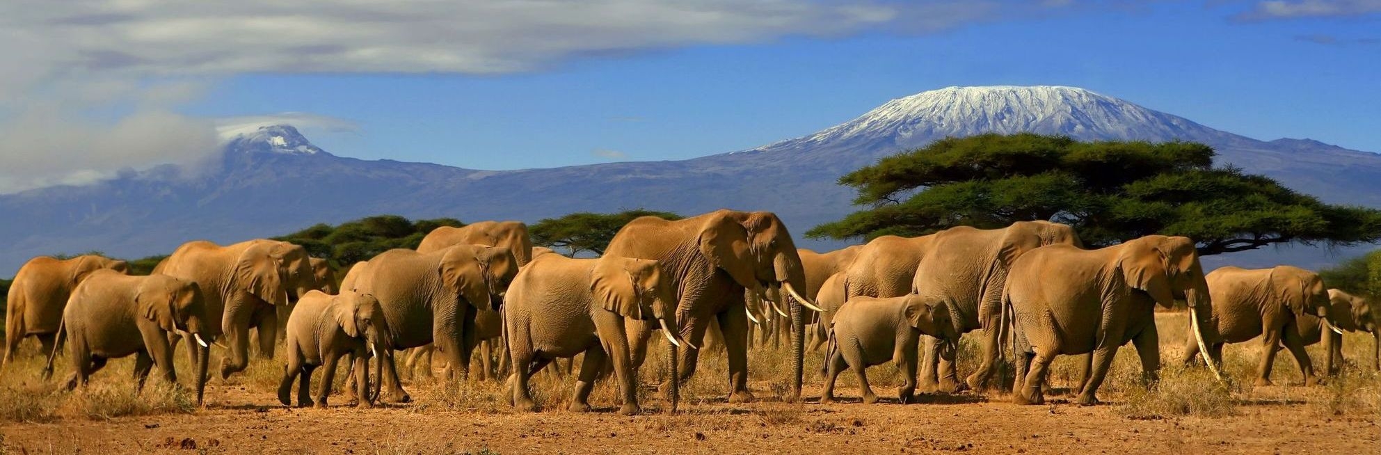 Afrika-Safari-Kilimandzsaro-elefant