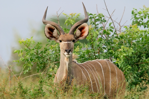 Afrika-antilop