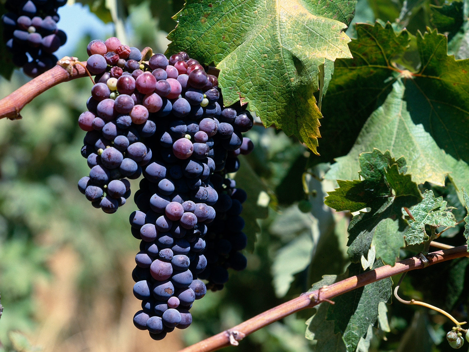 Pinotage szőlő Dél Afrikában, Fotó: Hendrik Holler