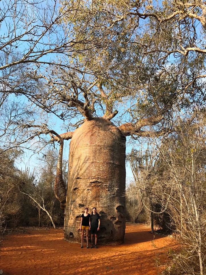 magaszkar_baobab_eszter